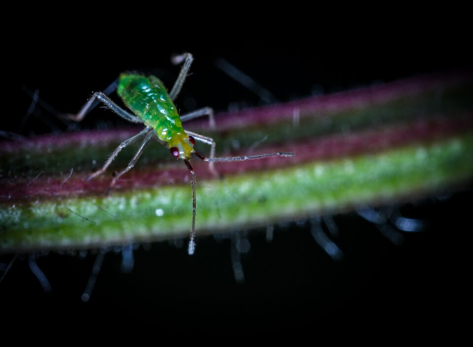 Living nature bespozvonochnoe bug
