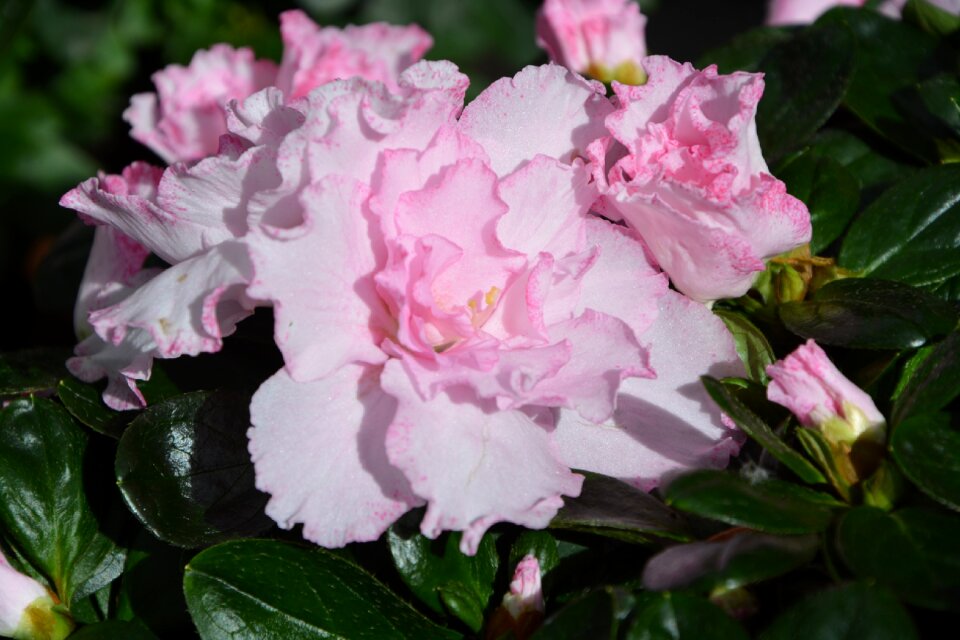 Garden nature pale pink