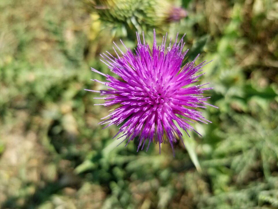 Purple wildflower western flowers noxious weed