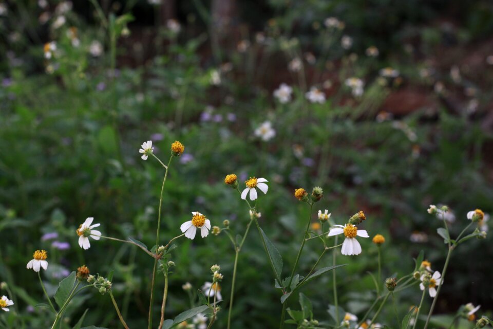Macro vintage natural