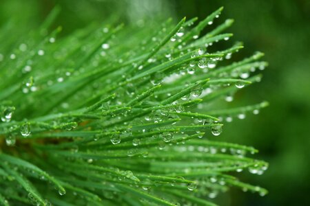 Drops rosa macro