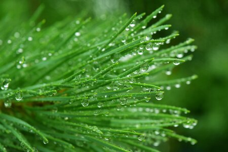 Drops rosa macro photo