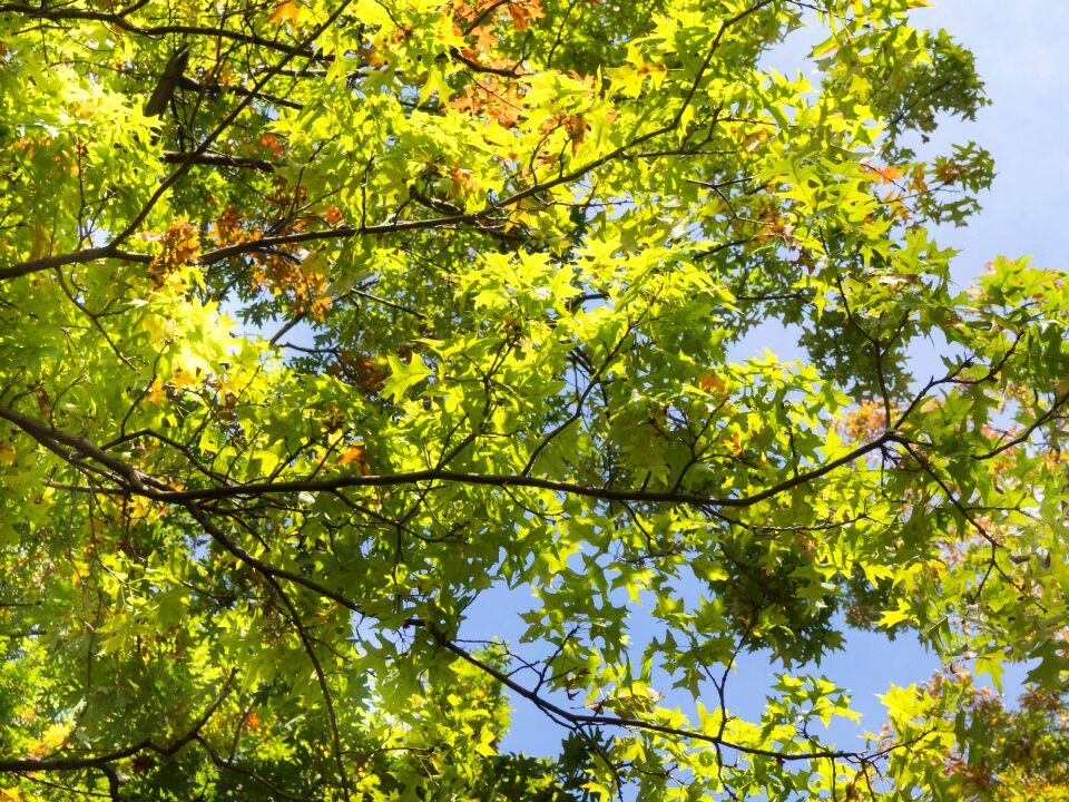 Plants nature branches