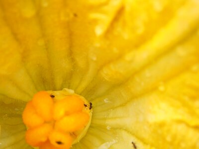 Yellow ant drink