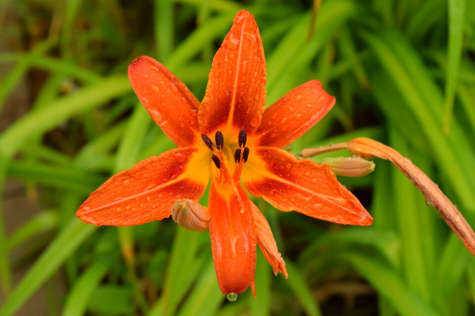 Macro flowers plant