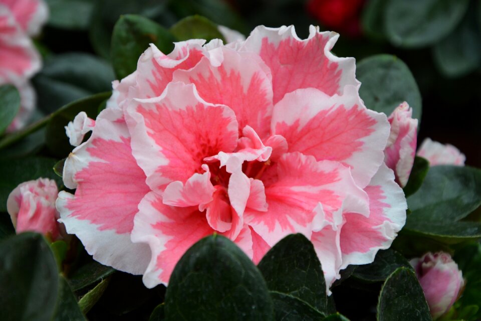 Pink flowers petals blossomed