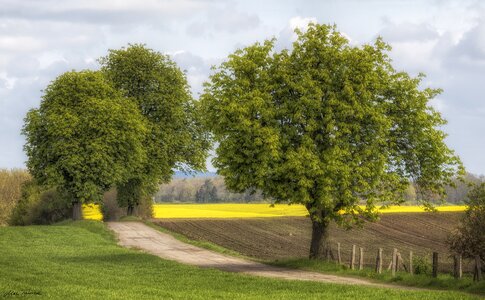 Spring oilseed rape fields photo