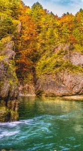Forest colored color