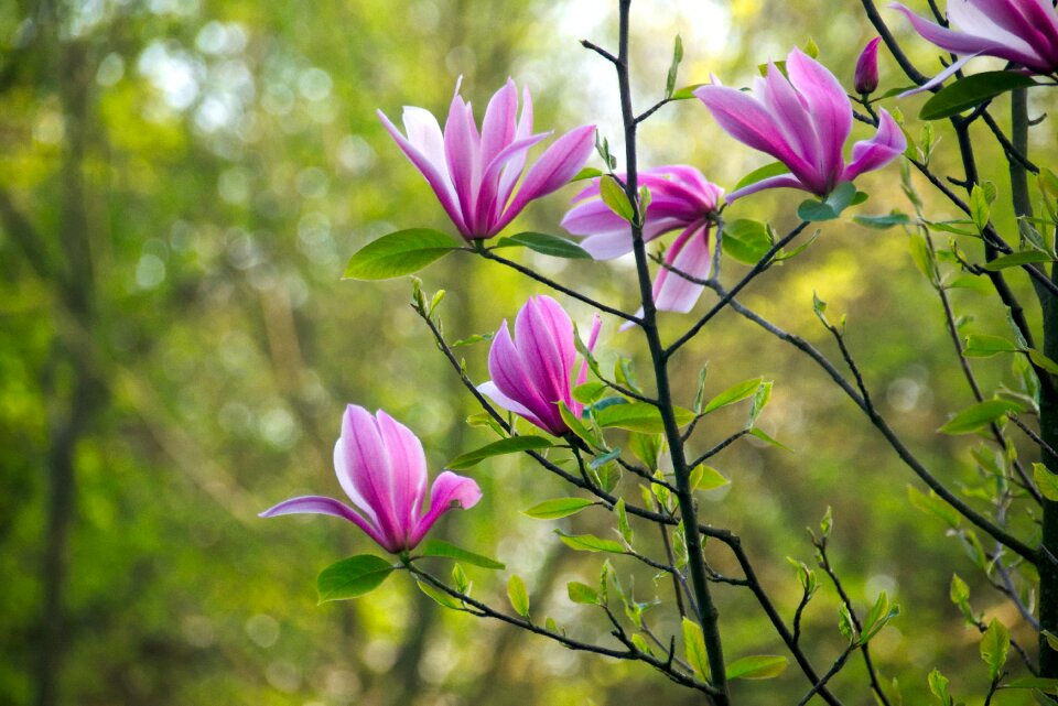 Nature spring magnolia flower photo