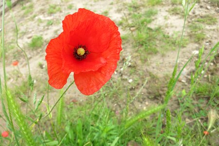 Flower red red flower