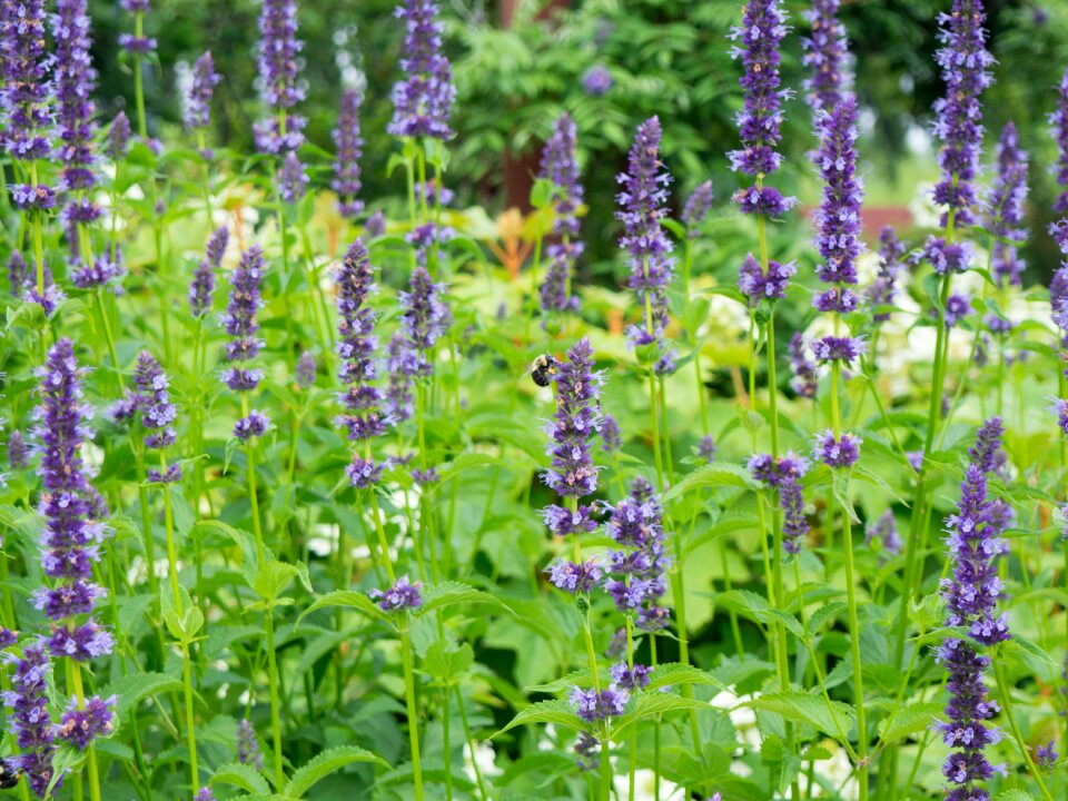 Farm outdoors garden