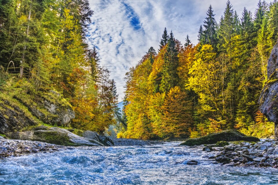 Trees river color