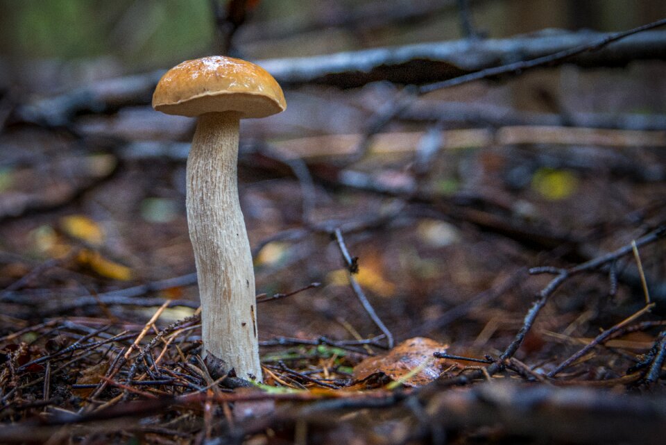 Mushroom autumn nature