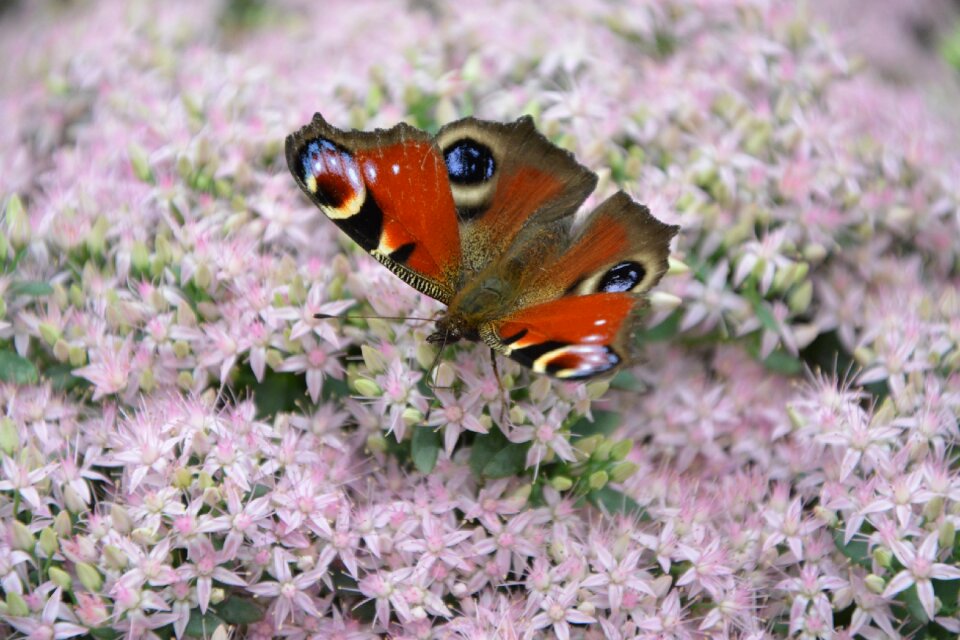 Flower nature wings