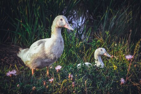 Living nature goose duck