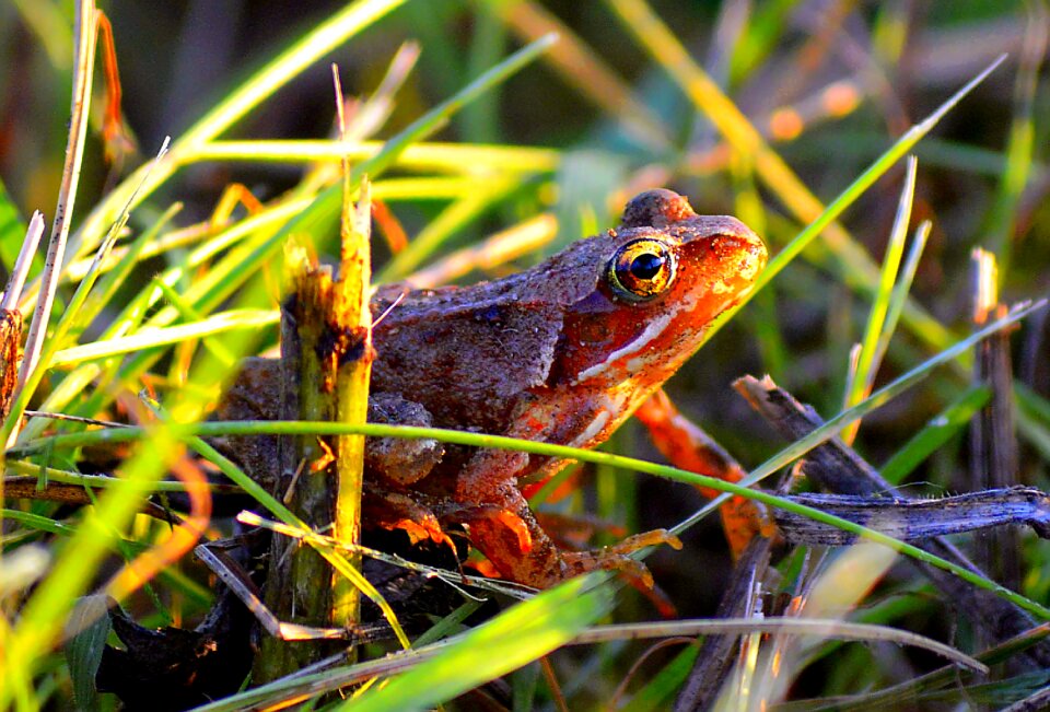Animal common frog frog eyes
