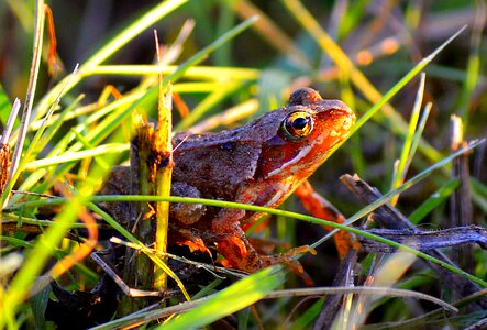 Animal common frog frog eyes photo