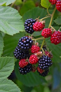 Mood fruity dessert health