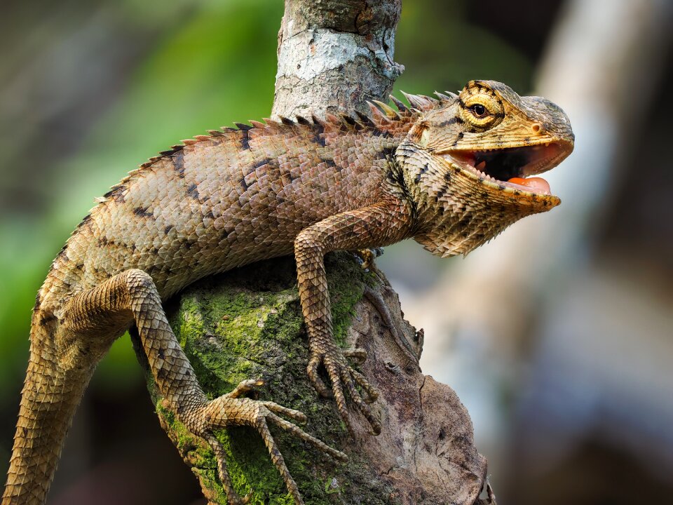Iguana salamanders fence hue