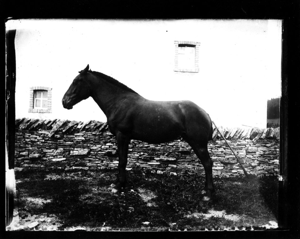 ArCJ - Cheval - 137 J 1006 a