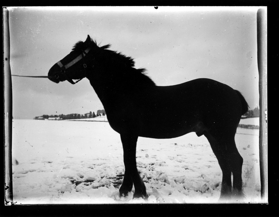 ArCJ - Cheval - 137 J 1088 a