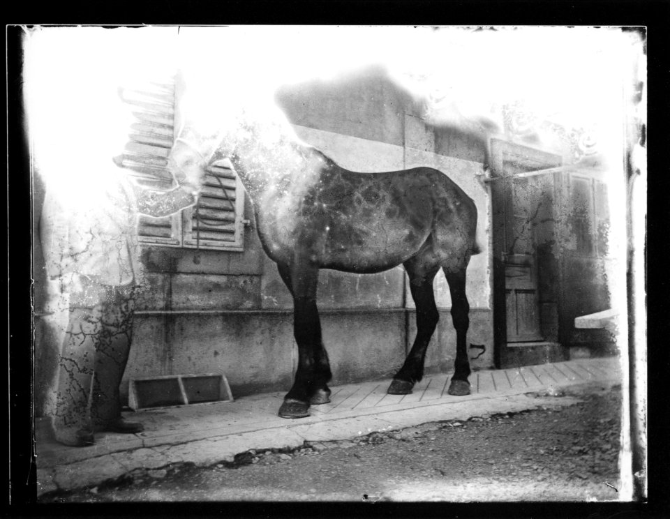 ArCJ - Cheval - 137 J 1130 a