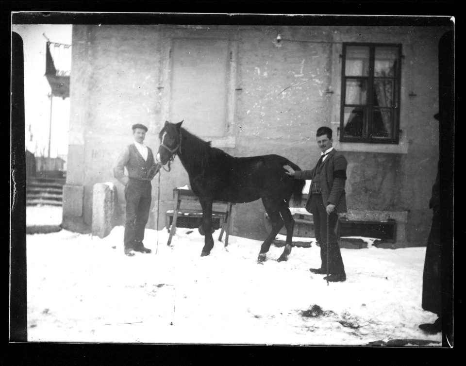 ArCJ - Cheval - 137 J 1634 a