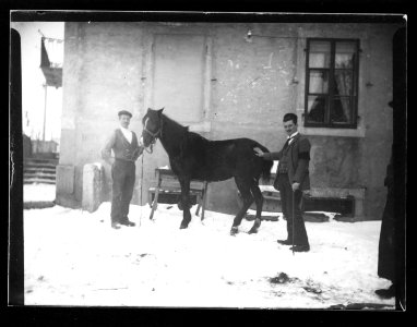 ArCJ - Cheval - 137 J 1634 a