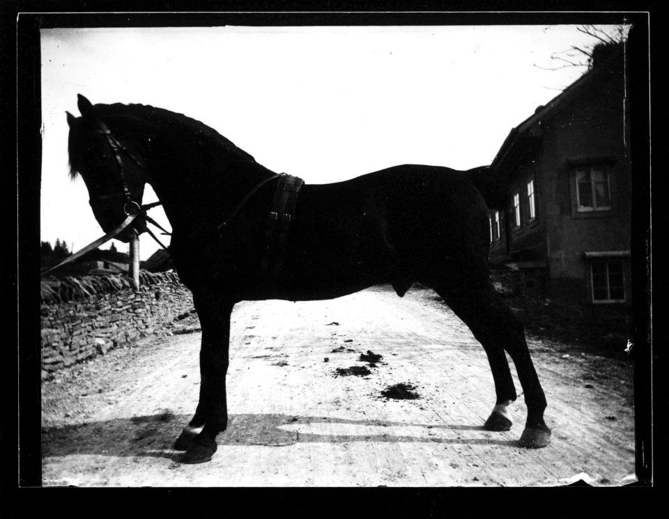 ArCJ - Cheval - 137 J 1967 a