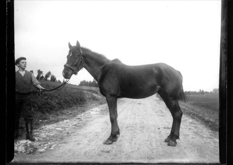 ArCJ - Cheval - 137 J 2538 a