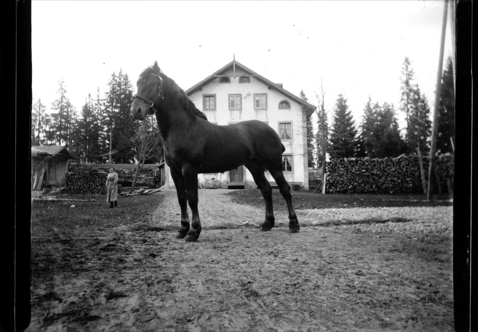 ArCJ - Cheval - 137 J 2681 a