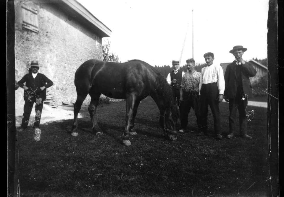 ArCJ - Cheval - 137 J 2686 a