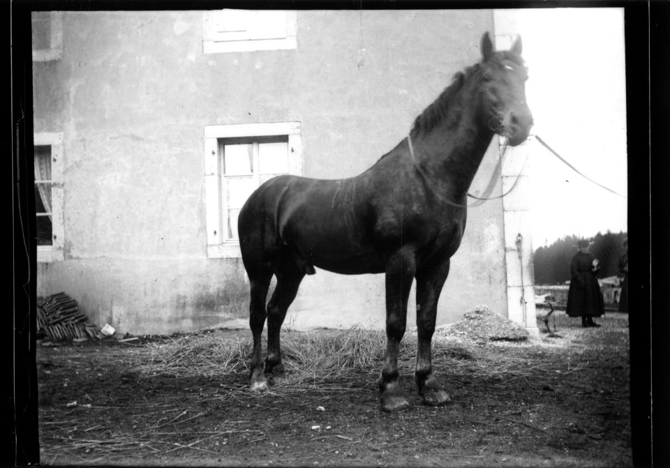 ArCJ - Cheval - 137 J 2691 a