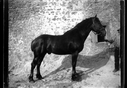 ArCJ - Cheval - 137 J 2700 a