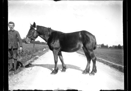 ArCJ - Cheval - 137 J 2753 a