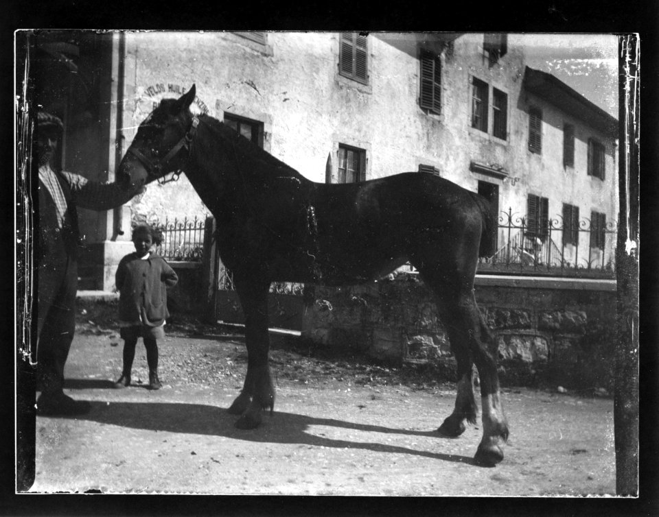 ArCJ - Cheval - 137 J 1133 a