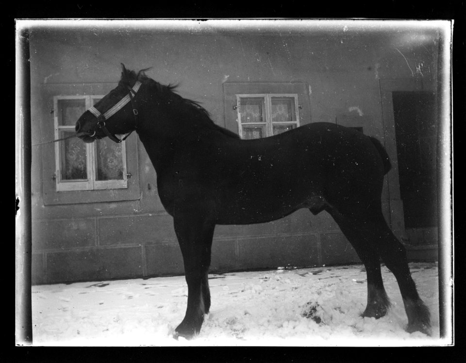 ArCJ - Cheval - 137 J 1087 a