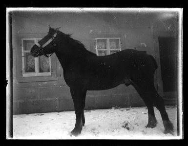 ArCJ - Cheval - 137 J 1087 a