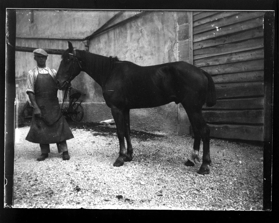 ArCJ - Cheval - 137 J 1399 a