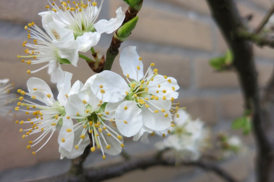 Spring blossom buds white flowers