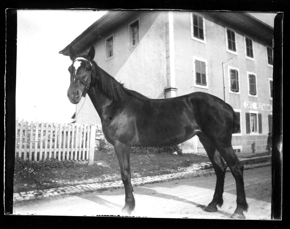 ArCJ - Cheval - 137 J 1702 a