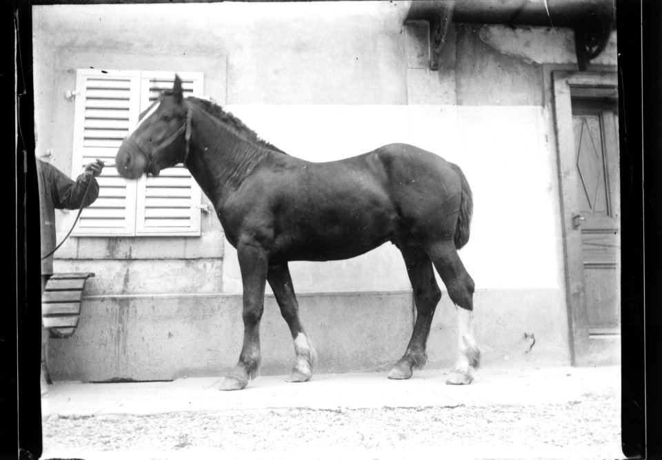 ArCJ - Cheval - 137 J 2825 a