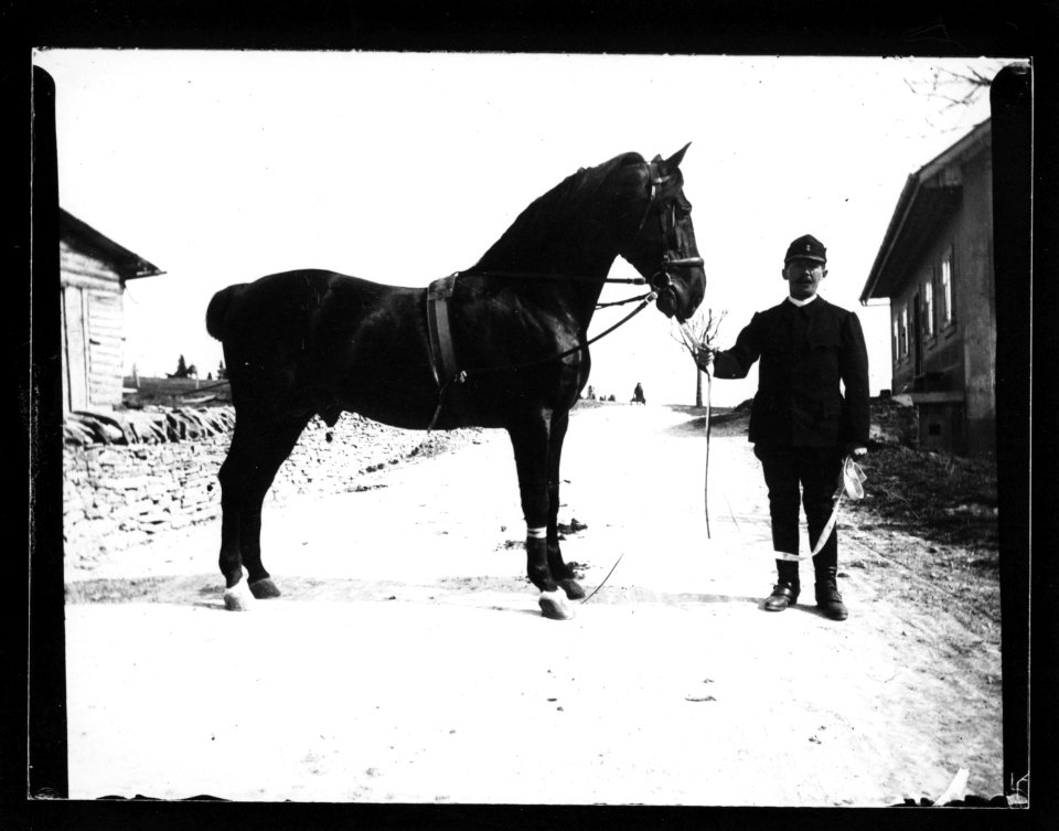 ArCJ - Cheval - 137 J 1901 a