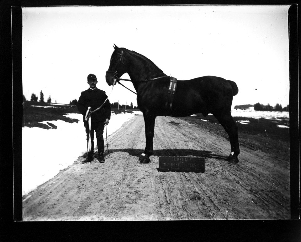 ArCJ - Cheval - 137 J 1961 a