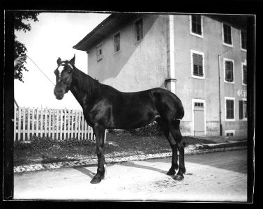 ArCJ - Cheval - 137 J 1725 a