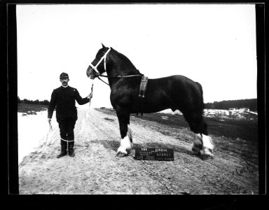 ArCJ - Cheval - 137 J 1973 a