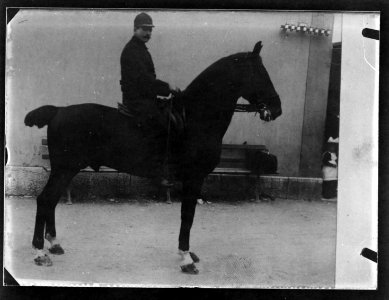 ArCJ - Cheval - 137 J 1913 a