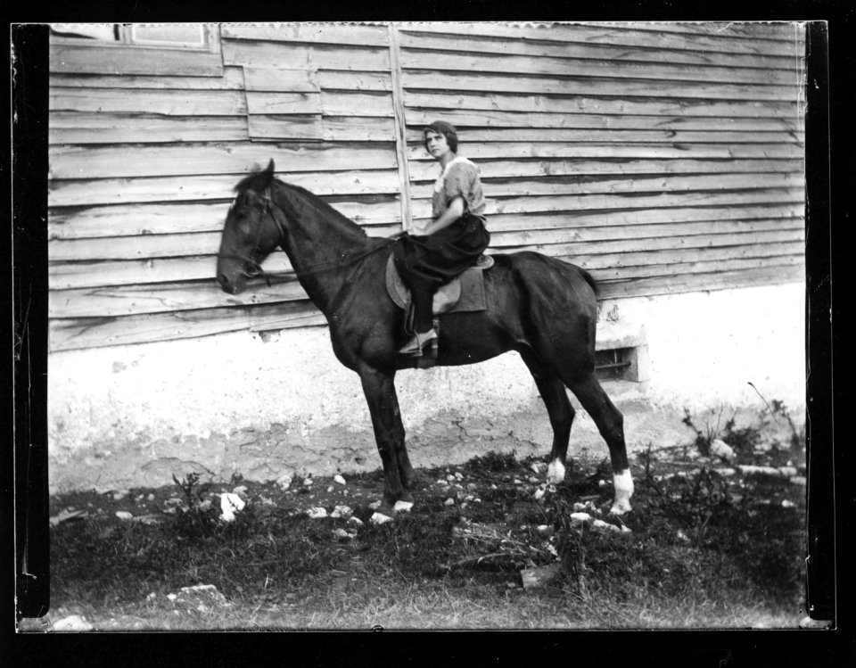ArCJ - Cheval - 137 J 421 a