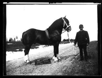 ArCJ - Cheval - 137 J 1962 a