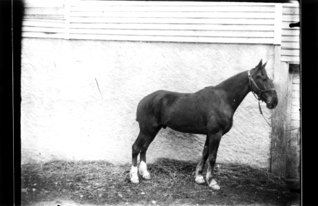 ArCJ - Cheval - 137 J 468 b
